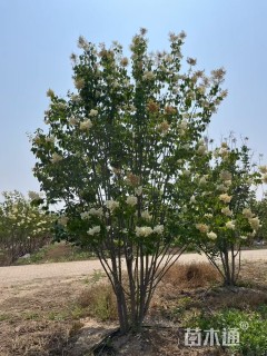 高度400厘米丛生暴马丁香