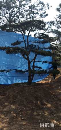 12公分造型油松