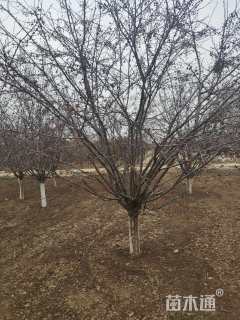 15公分亚当海棠