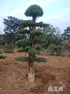 30公分造型大叶女贞