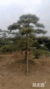 19公分造型黑松