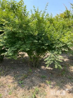 高度350厘米丛生鸡爪槭