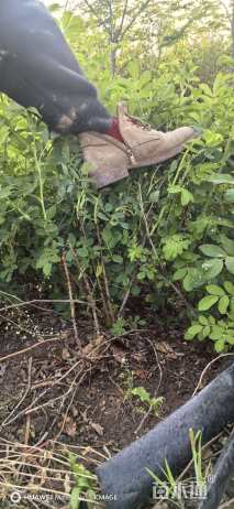 高度40厘米四季玫瑰