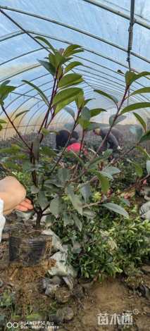 0.1公分红叶石楠