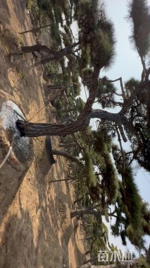 32公分造型油松