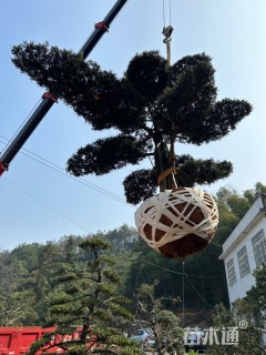 断根苗造型罗汉松