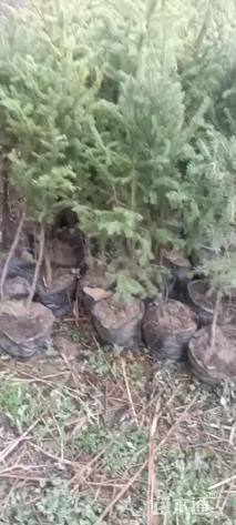 高度50厘米云杉