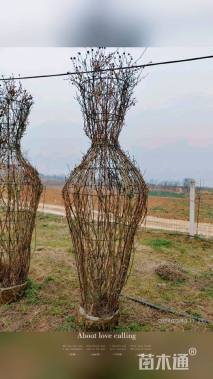 高度240厘米月季