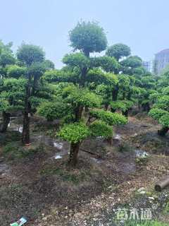 15公分造型榆树