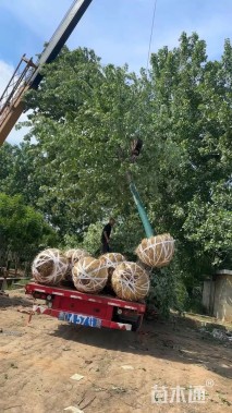 15公分美国红枫