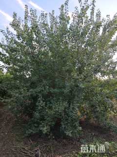 高度500厘米丛生五角枫