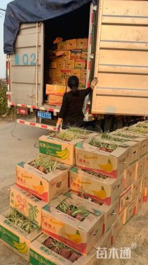 高度30厘米金叶苔草