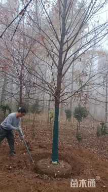 16公分美国红枫