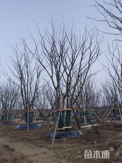 80公分(4杆)丛生朴树