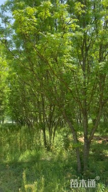 高度1000厘米(5杆)丛生白蜡