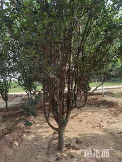 18公分西府海棠