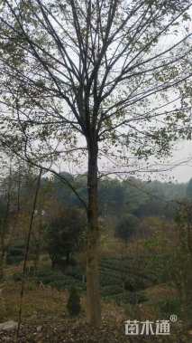 23公分朴树