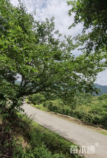 13公分染井吉野樱