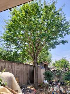 29.5公分流苏树