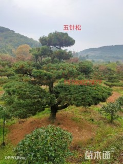 18公分五针松