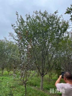 15公分绚丽海棠