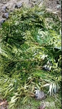 高度30厘米十大功劳