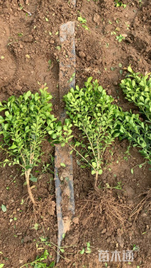 高度40厘米瓜子黄杨