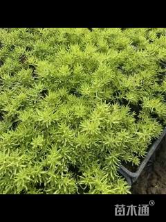 高度10厘米佛甲草