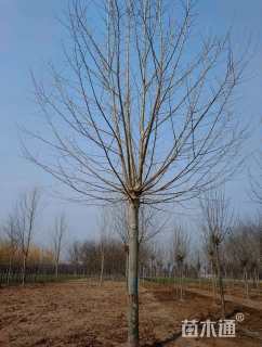 20公分速生法桐
