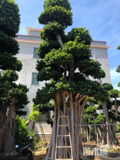 90公分造型小叶榕