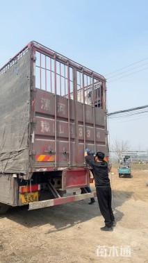 高度40厘米金鱼草