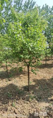 高度300厘米丁香