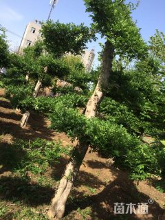 18公分造型对节白蜡