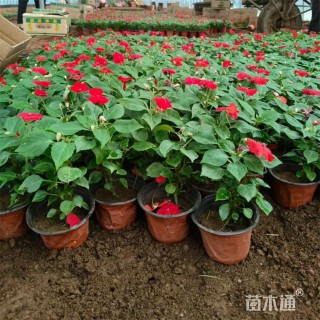 高度35厘米非洲凤仙