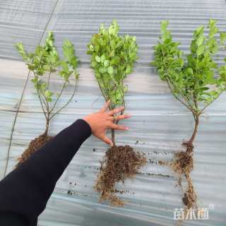 高度25厘米胶东卫矛