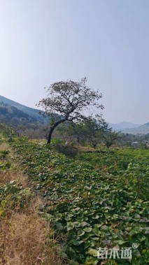 25公分异形龙爪柿子树