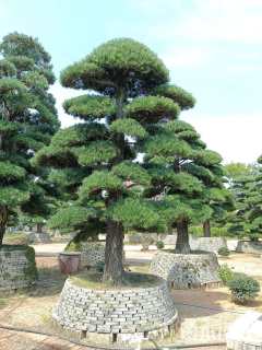 移栽苗造型罗汉松