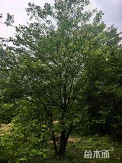 50公分(5杆)丛生榉树