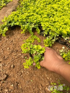 高度13厘米金叶过路黄