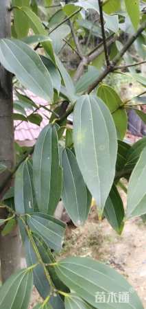 桂皮树