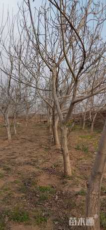 高度4000厘米核桃