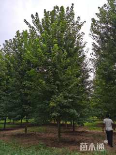 18公分美国红枫-秋火焰