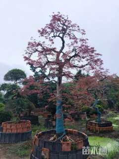 高度200厘米羽毛枫