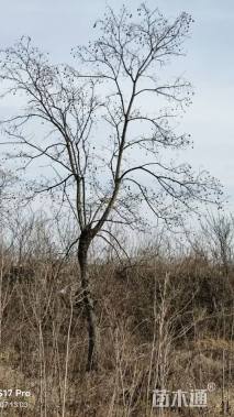 15公分造型乌桕