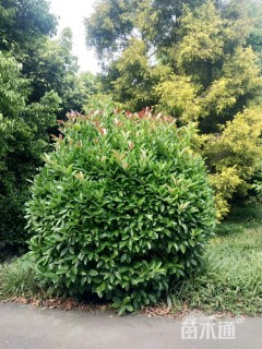 高度1500厘米欧洲荚蒾