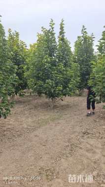 高度400厘米丛生玉兰