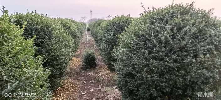 高度200厘米水蜡球