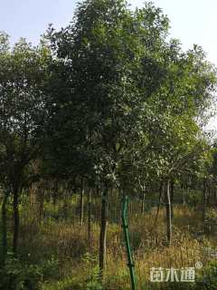 14公分红叶石楠