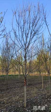 8公分美国红枫-红点