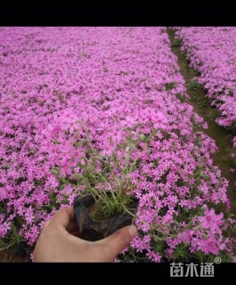 高度15厘米福禄考